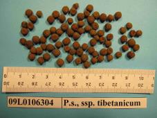 Click for 1 image(s) for this accession. Image